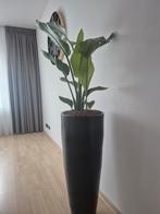 Grote zwarte vaas met of zonder plant, Huis en Inrichting, Woonaccessoires | Zuilen en Pilaren, Ophalen of Verzenden, Zo goed als nieuw