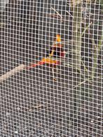 Fazant, Dieren en Toebehoren