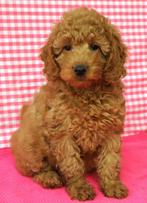 Super leuke Cavapoo pups!, Dieren en Toebehoren, Honden | Retrievers, Spaniëls en Waterhonden, 15 weken tot 1 jaar, Overige rassen