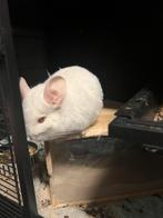 Chinchilla, Dieren en Toebehoren, Knaagdieren, Chinchilla, Vrouwelijk, Januari, Tam