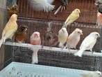 Canaris a vendre, Meerdere dieren, Kleurkanarie