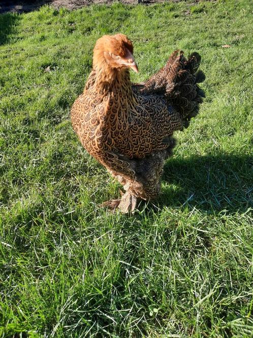 Brahma kippen groothoender jonge hennen beschikbaar, Animaux & Accessoires, Volatiles, Poule ou poulet, Femelle