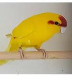 GEZOCHT  roodvoorhoofd kakariki, Dieren en Toebehoren, Vogels | Parkieten en Papegaaien, Geringd