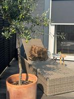 Ligbed - Prananatha, Ophalen, Gebruikt, Kunststof