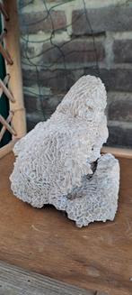 corail blanc, Collections, Enlèvement