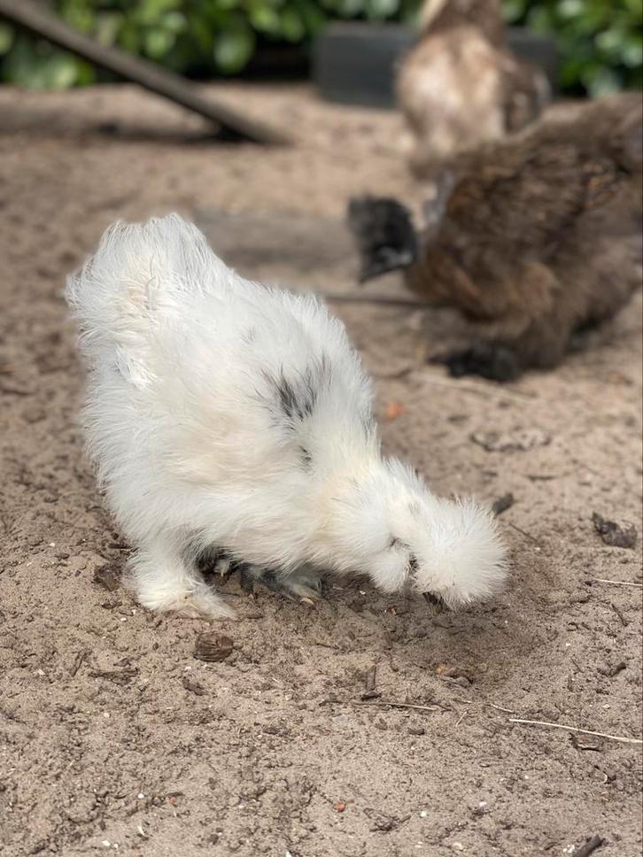Zijdehoen kuikens, Dieren en Toebehoren, Pluimvee, Kip, Geslacht onbekend
