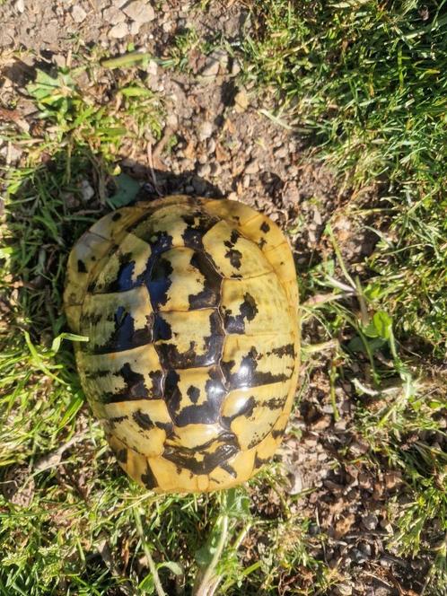 Griekse landschildpad - man, Dieren en Toebehoren, Reptielen en Amfibieën, Schildpad, 11 jaar of ouder