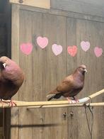 5 sierduiven, Dieren en Toebehoren, Pluimvee, Geslacht onbekend