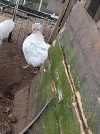 Kuif kippen aan de leg, Dieren en Toebehoren, Pluimvee