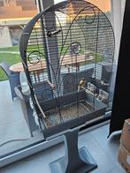 Kanarie man + kooi, Dieren en Toebehoren, Mannelijk, Zangkanarie