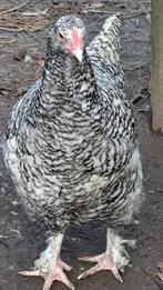 Tête de dinde de Malines : 2 jeunes poules et poils