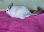 Chinchilla Wit Violet rpac bokje, Animaux & Accessoires, Rongeurs