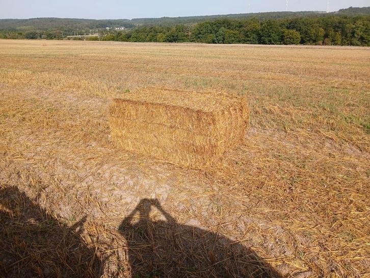 Paille de froment et paille d'avoine BIO 2025, Articles professionnels, Agriculture | Aliments pour bétail, Enlèvement