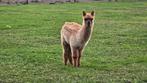 Alpaca merrie veulen, Dieren en Toebehoren, Juni, Vrouwelijk