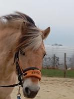 Bomproof stamboek fjord merrie, Merrie, Minder dan 160 cm, Met stamboom, Zadelmak