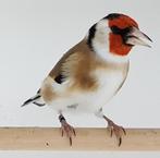 grote putters, Dieren en Toebehoren, Vogels | Overige Vogels, Wildzangvogel, Geringd