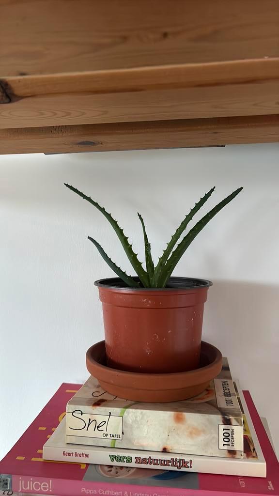 Aloe Vera Candelabra, Maison & Meubles, Plantes d'intérieur, Plante succulente, Moins de 100 cm, Plante verte, Ombre partielle
