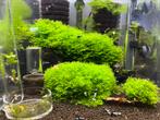 Riccardia chamedryfolia mousse, Animaux & Accessoires, Poissons | Aquariums & Accessoires, Comme neuf