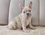 Bouledogue francais, Dieren en Toebehoren, België, Fokker | Hobbymatig, Reu, CDV (hondenziekte)