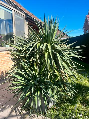 Yucca Filamentosa - Palmlelie