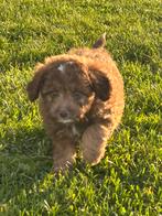 Mini Aussiedoodle reu - bruin, Dieren en Toebehoren, Honden | Chihuahua's en Gezelschapshonden, Poedel, België, Reu, CDV (hondenziekte)
