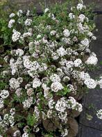 Viburnum burkwoodii, Ophalen, Struik