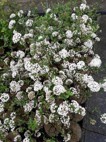 Viburnum burkwoodii beschikbaar voor biedingen