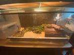 Terrarium a vendre plus occupant, Dieren en Toebehoren, Ophalen