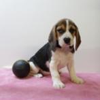 Beagle - Speelse pups geboren in België te koop, Dieren en Toebehoren, België, Beagle, Handelaar, CDV (hondenziekte)