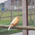 Prachtige oranje kanarie man uit buiten volière., Dieren en Toebehoren, Vogels | Parkieten en Papegaaien