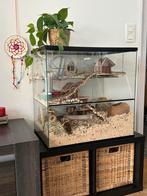 Gerbilarium of terrarium voor gerbil of hamster, Ophalen, Zo goed als nieuw, Hamster