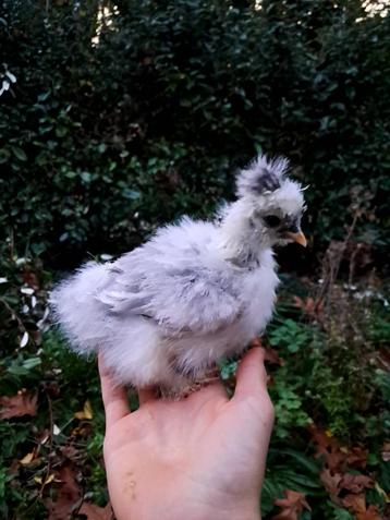 Usa zijndehoen motteld kuikens beschikbaar voor biedingen