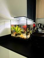 Visbokaal, Dieren en Toebehoren, Vissen | Aquaria en Toebehoren, Ophalen, Zo goed als nieuw