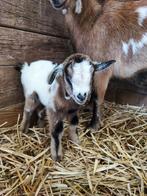 Petit Bouc Nain