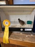 virginische boomkwartel wildkleur man, Mâle, Domestique