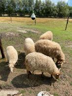 Ooi en ooilam racka schaap, Dieren en Toebehoren, Vrouwelijk, Schaap, 0 tot 2 jaar