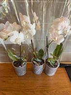 3x orchidee 4€ stuk, Huis en Inrichting, Kamerplanten, Ophalen