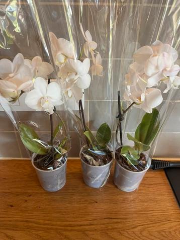 3x orchidee 4€ stuk, Ophalen
