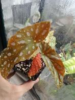 begonia maculata, Huis en Inrichting, Kamerplanten, Ophalen, Halfschaduw, Minder dan 100 cm, Groene kamerplant