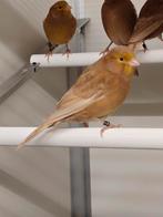 Bruinpastel kanaries, Plusieurs animaux, Canari de couleur