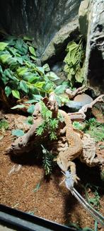 Varanus acanthurus, Hagedis, 3 tot 6 jaar