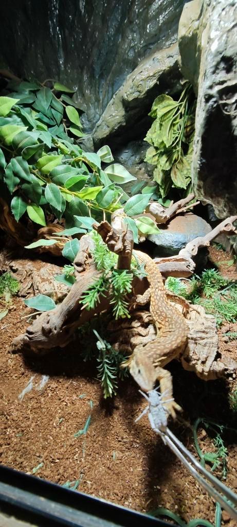 Varanus acanthurus, Dieren en Toebehoren, Reptielen en Amfibieën, Hagedis, 3 tot 6 jaar