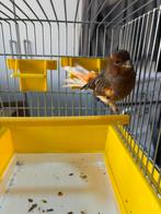 Portegese harlekijn man 2025 (15), Dieren en Toebehoren, Mannelijk, Kleurkanarie