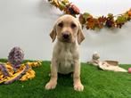 Labrador Retriever pups, Dieren en Toebehoren, Honden | Retrievers, Spaniëls en Waterhonden, België, 8 tot 15 weken, CDV (hondenziekte)