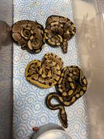 Colectie ball pythons, Dieren en Toebehoren