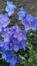 Prachtklokje zaden, Campanula persicifolia, Tuin en Terras, Verzenden, Zaad