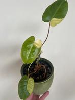 philodendron burle marx variegata   15€   Ophaling Zelzate, Huis en Inrichting, Ophalen of Verzenden