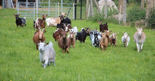 Gezocht: mini-dwerggeit mieke, Dieren en Toebehoren, Schapen, Geiten en Varkens, Geit, Vrouwelijk