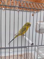 Pallid grasparkieten, Dieren en Toebehoren, Meerdere dieren, Parkiet, Geringd