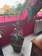 Kamerplant 175cm met grijze pot (38x38), Huis en Inrichting, Kamerplanten, Overige soorten, 150 tot 200 cm, Ophalen of Verzenden